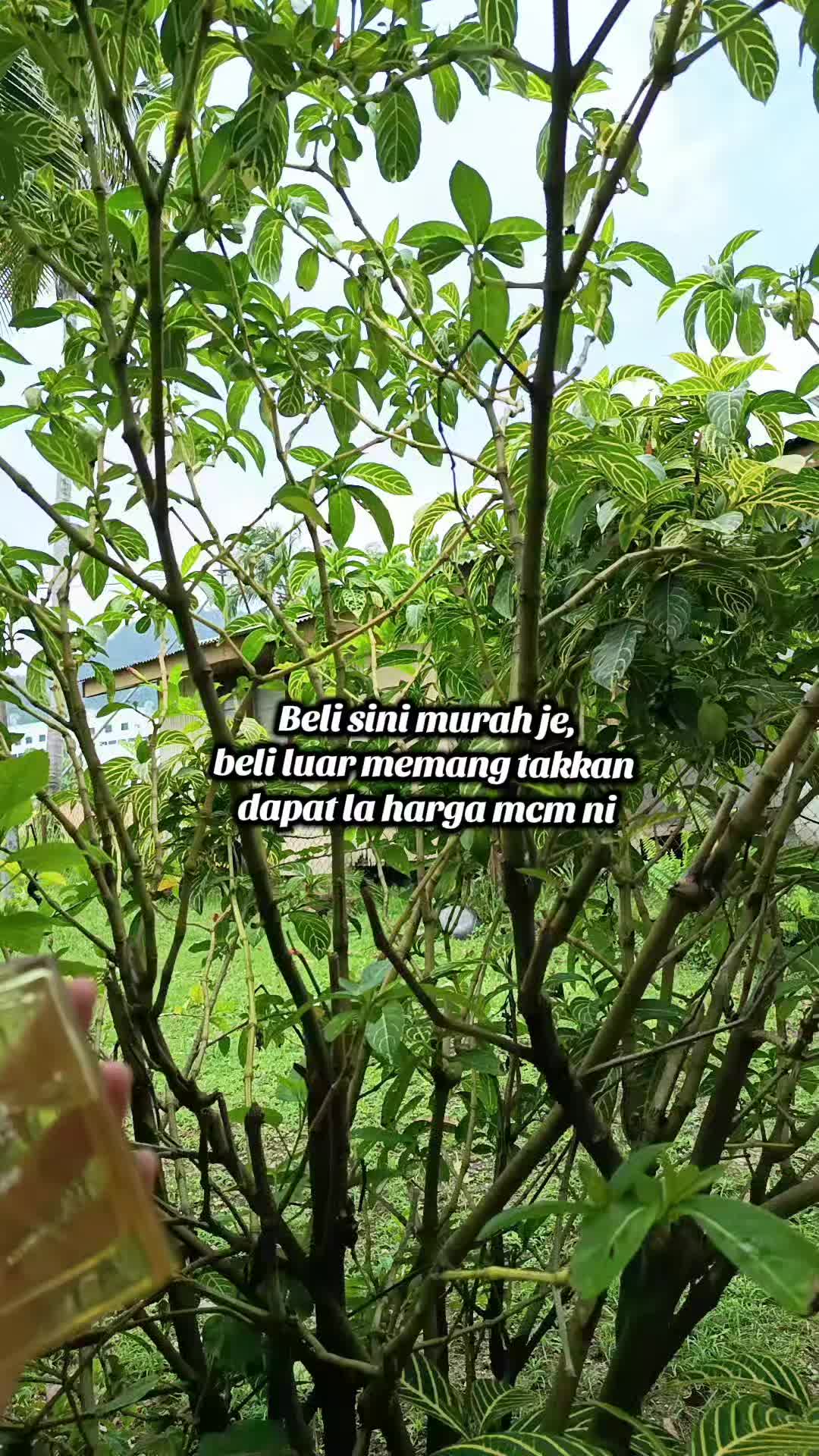 @nurulfarisha96