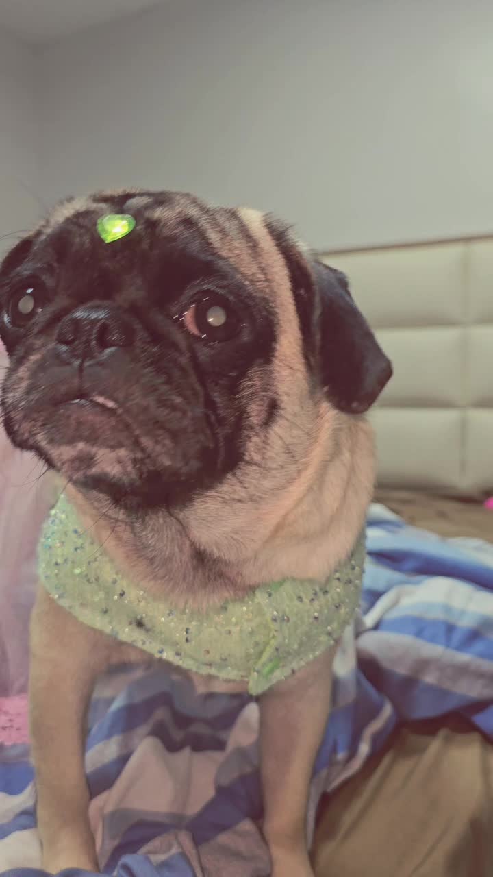 @Lizzylapug🐶🌸