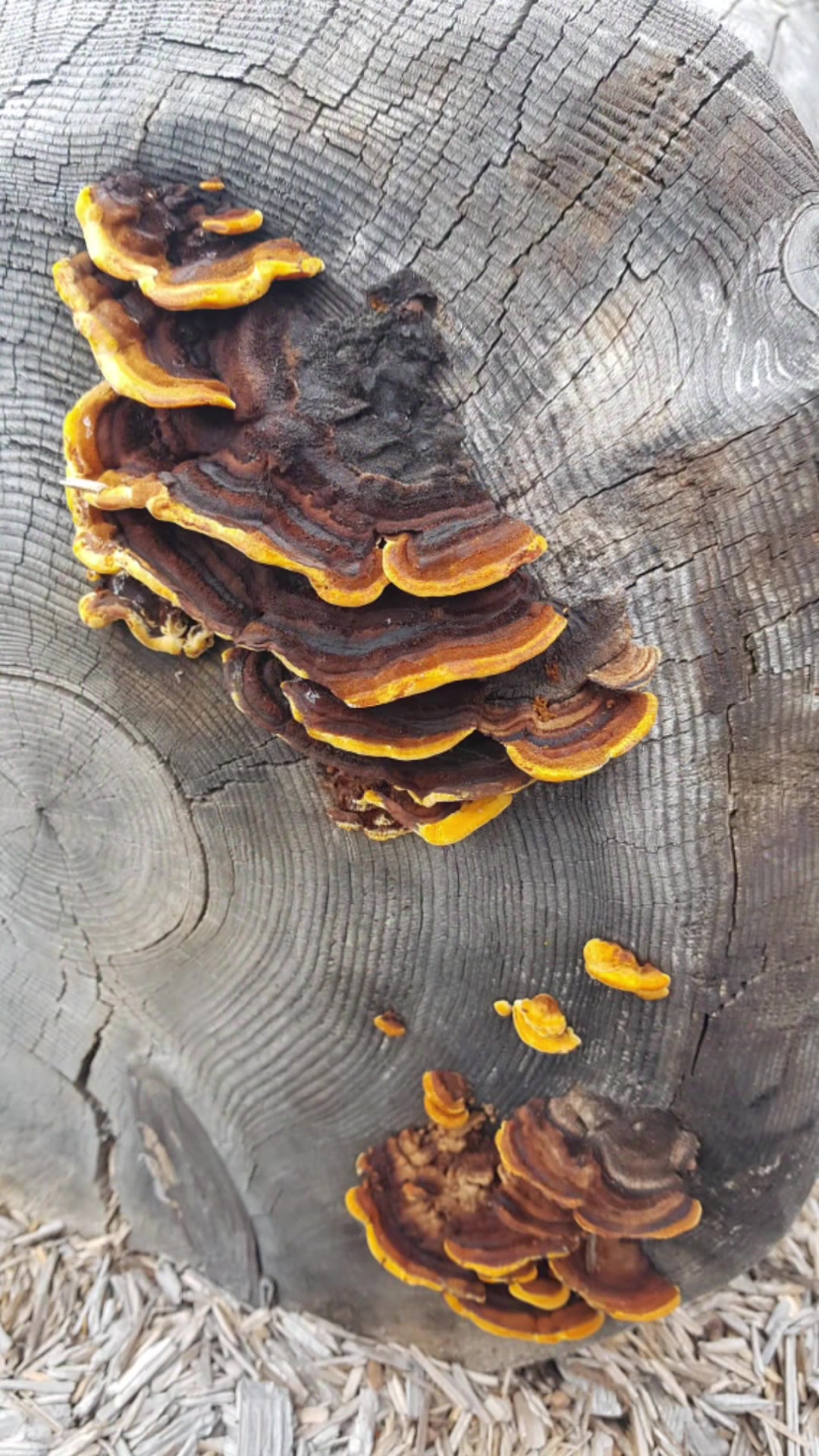 @Fungus_Freak 🍄
