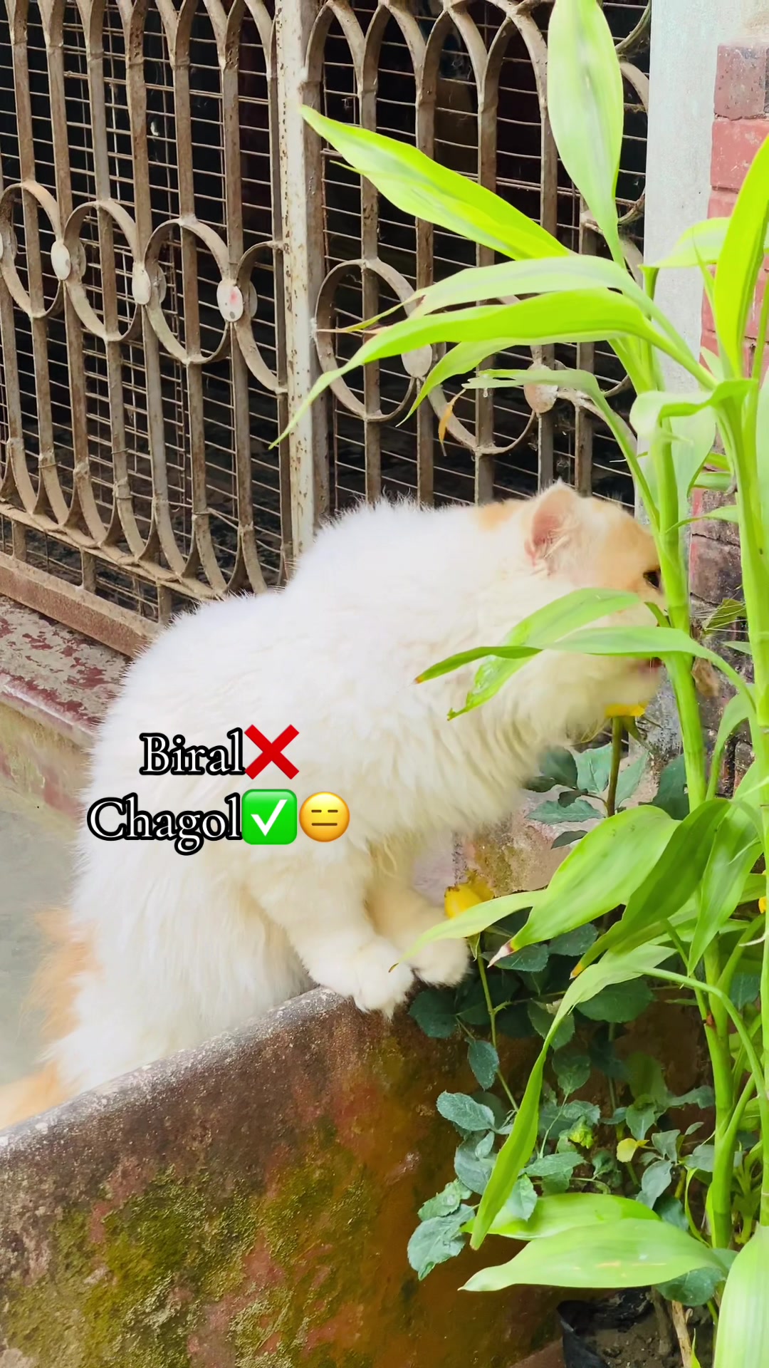 @Persian Cat Society❤️&zwj;🩹