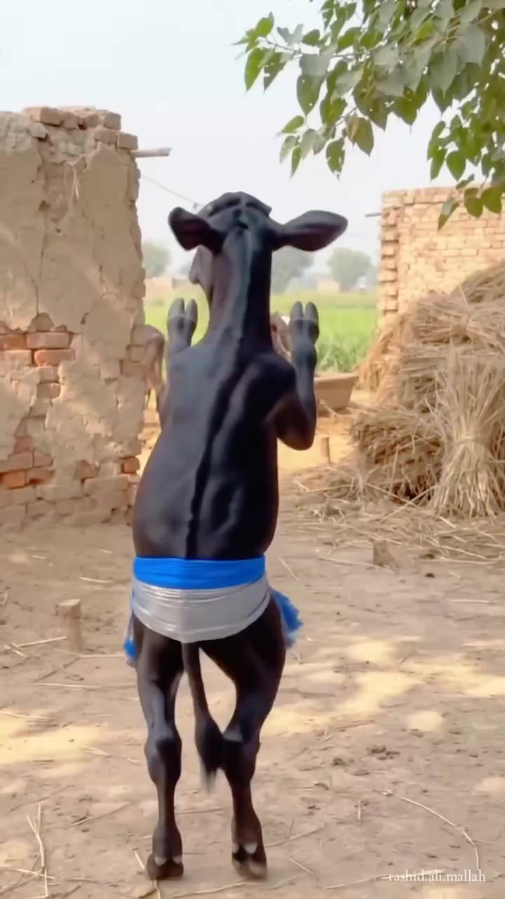 @Rashid Ali