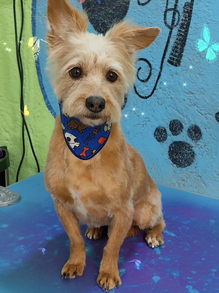 @💈🐾DOG GROOMER🐾💈