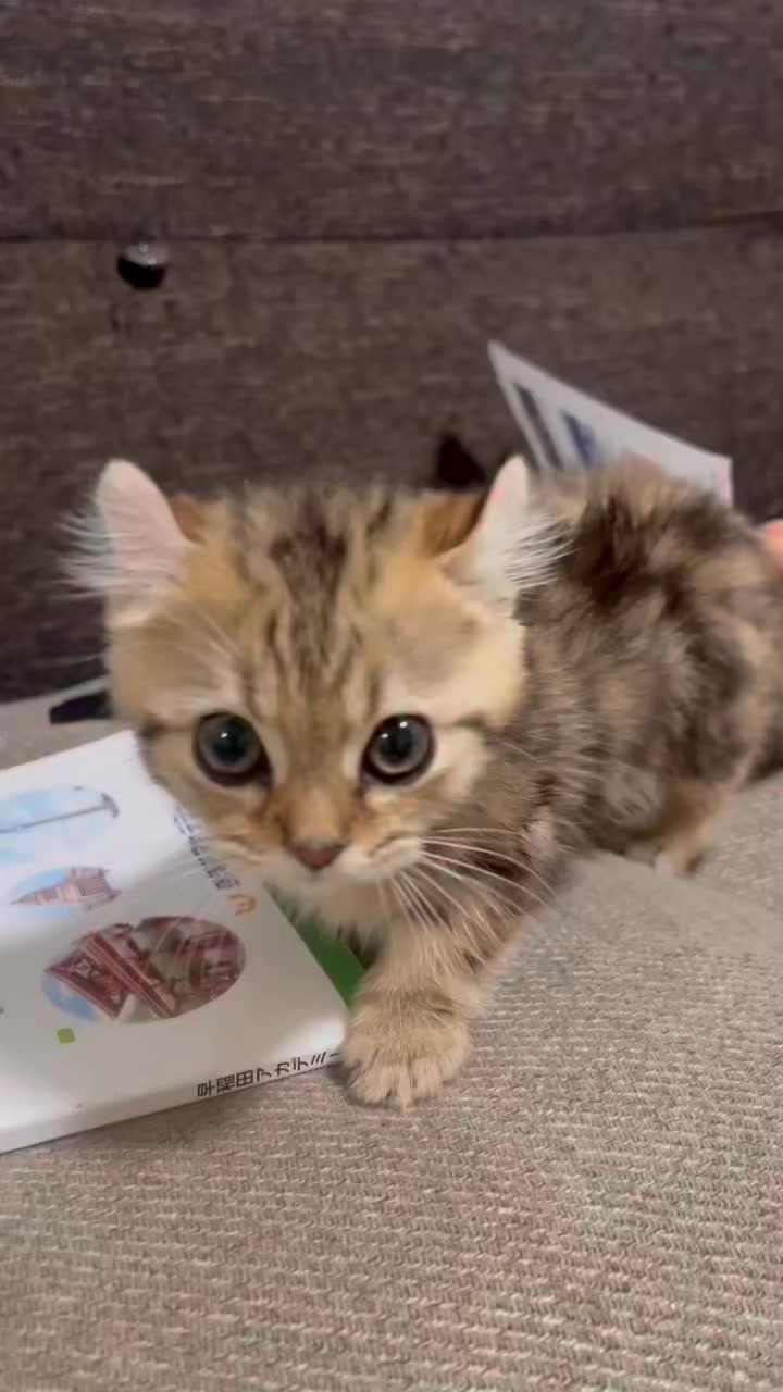 @のりおのTikTok