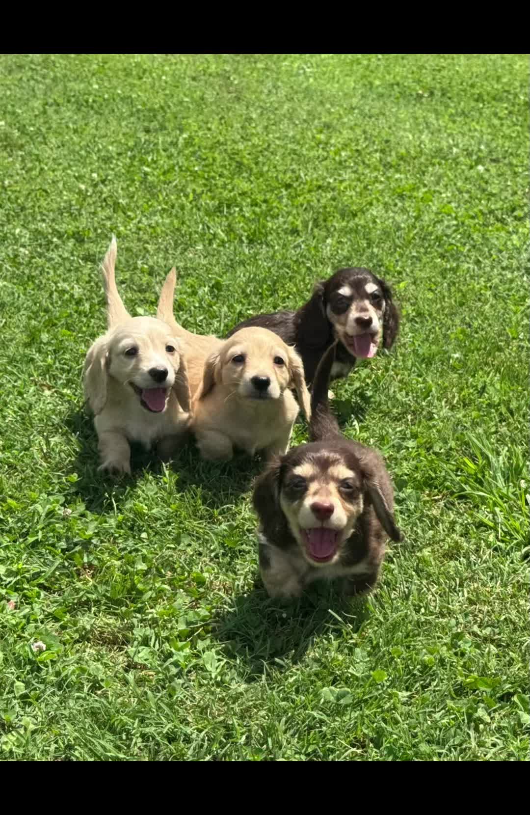 @Charisma Dachshunds