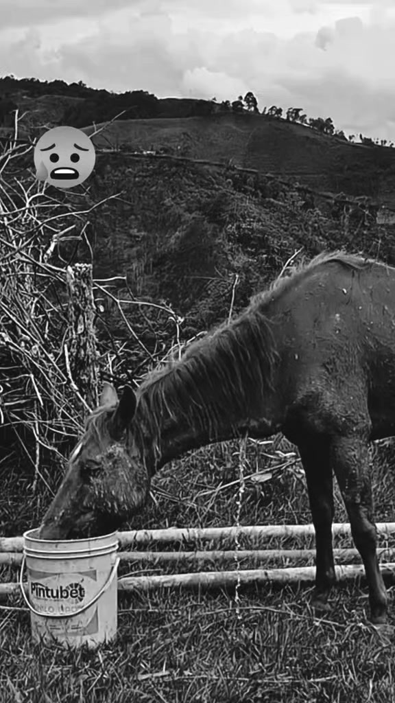@NEYCER ORELLANA 🐴🤎