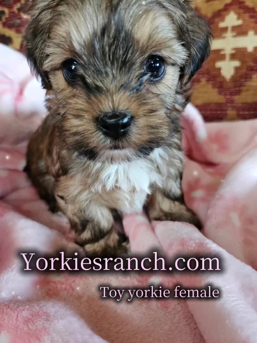 @yorkiesranch com