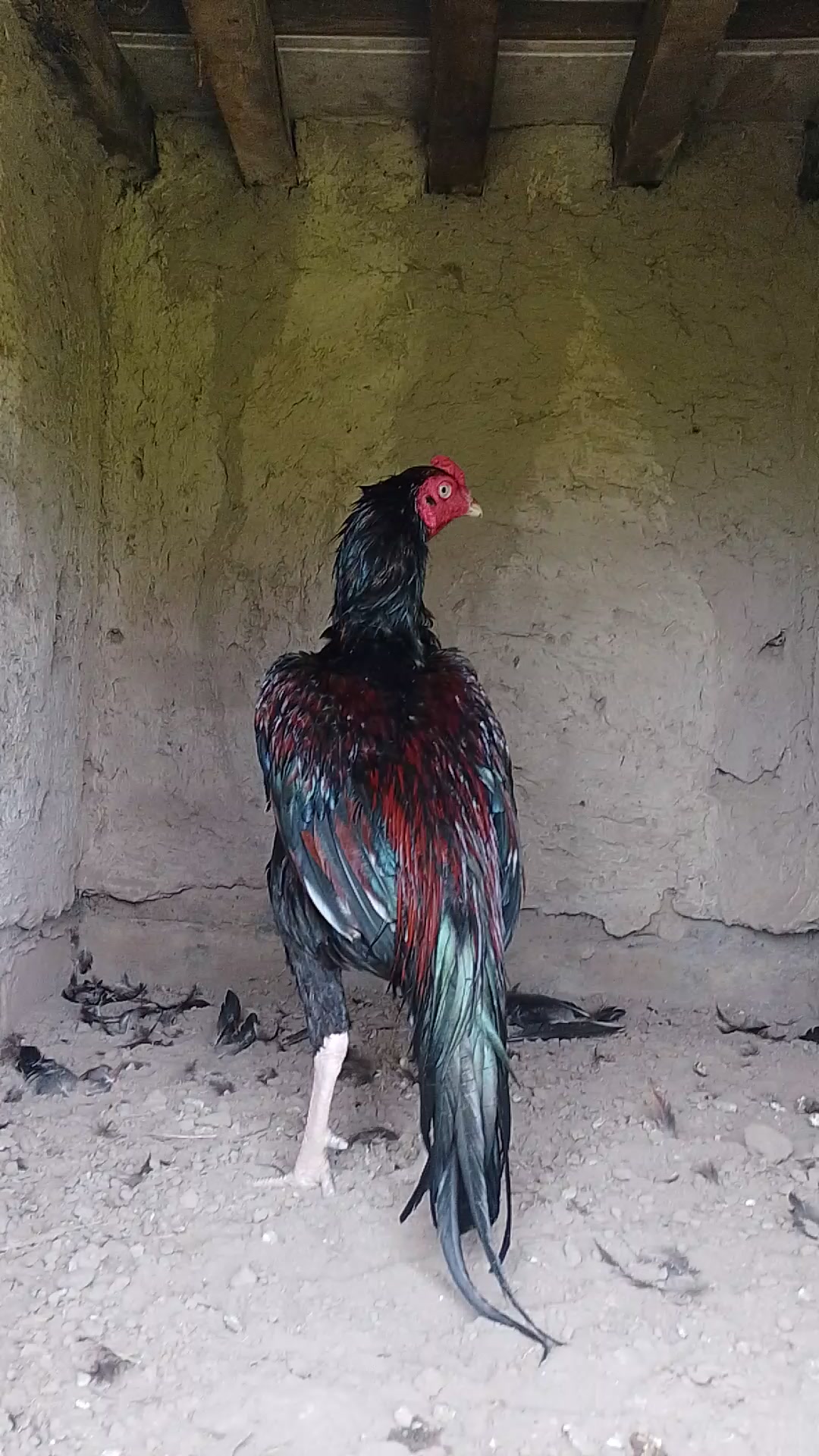 @Aseel 🐓