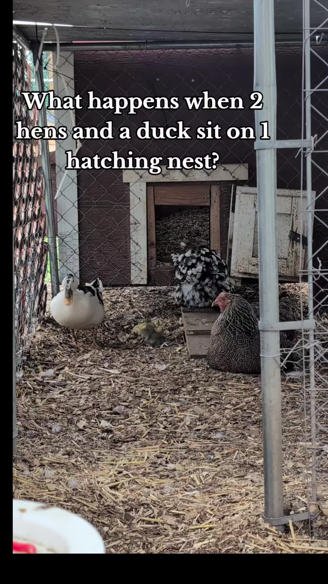 @megz_eggz_chickens