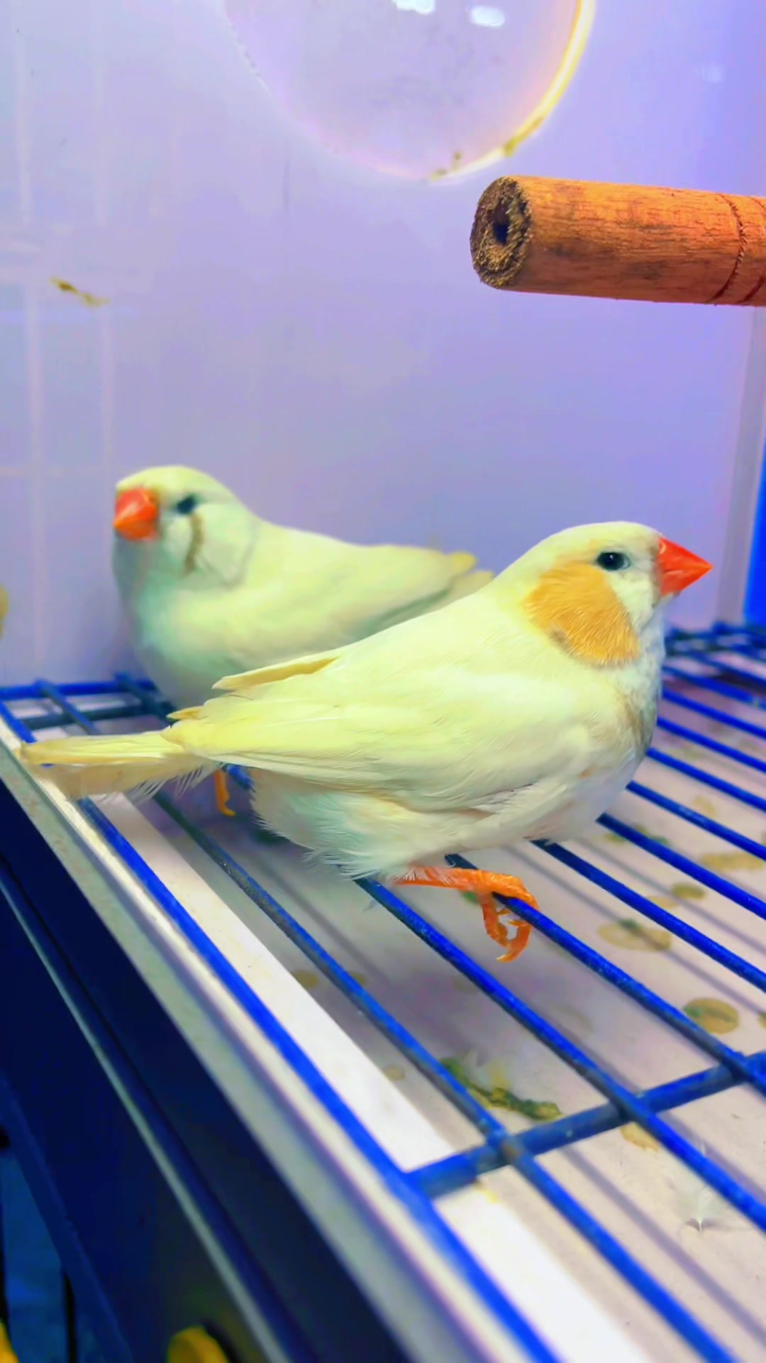 @Lala Aviary