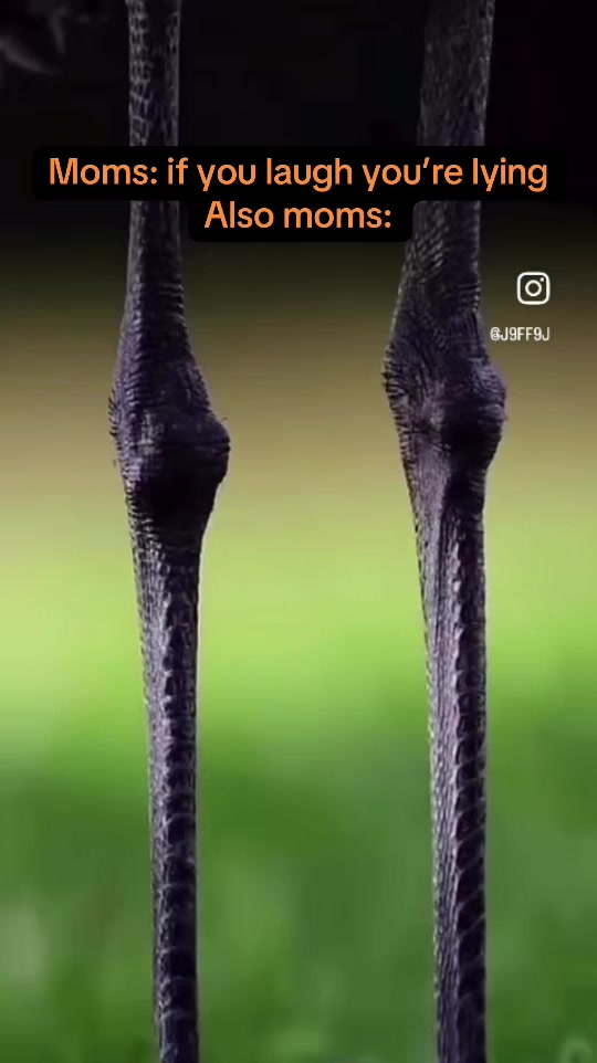 @Jake_fromStateFarm8592🥷