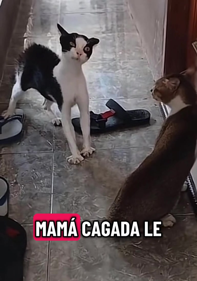 @Osiel Hernandez II