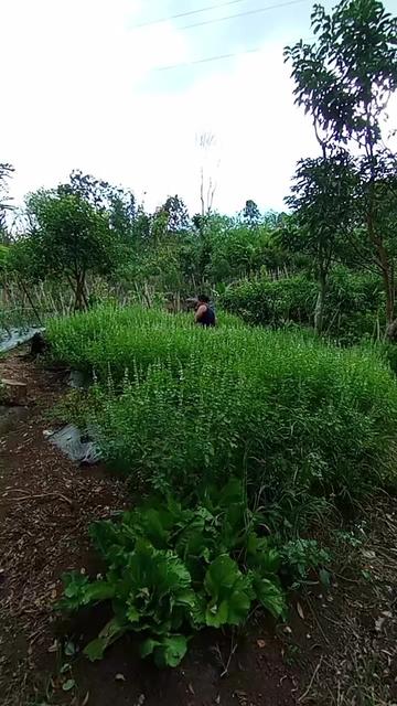 @Doni⚔️deba. fil🌠
