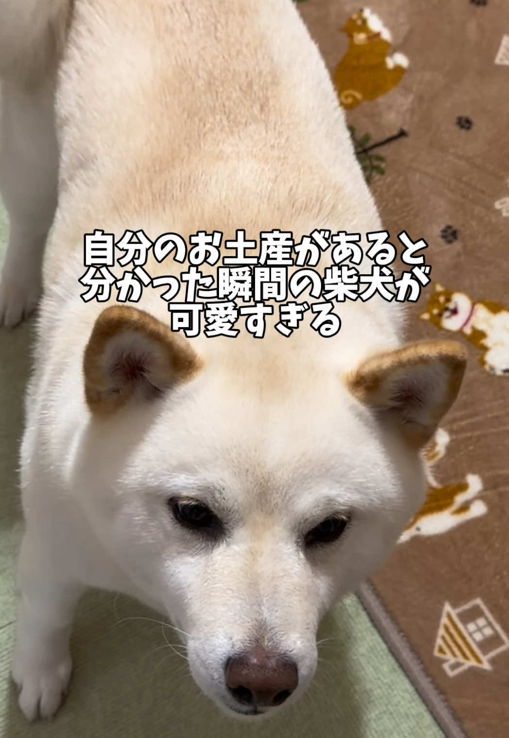 @白柴犬はる🌸