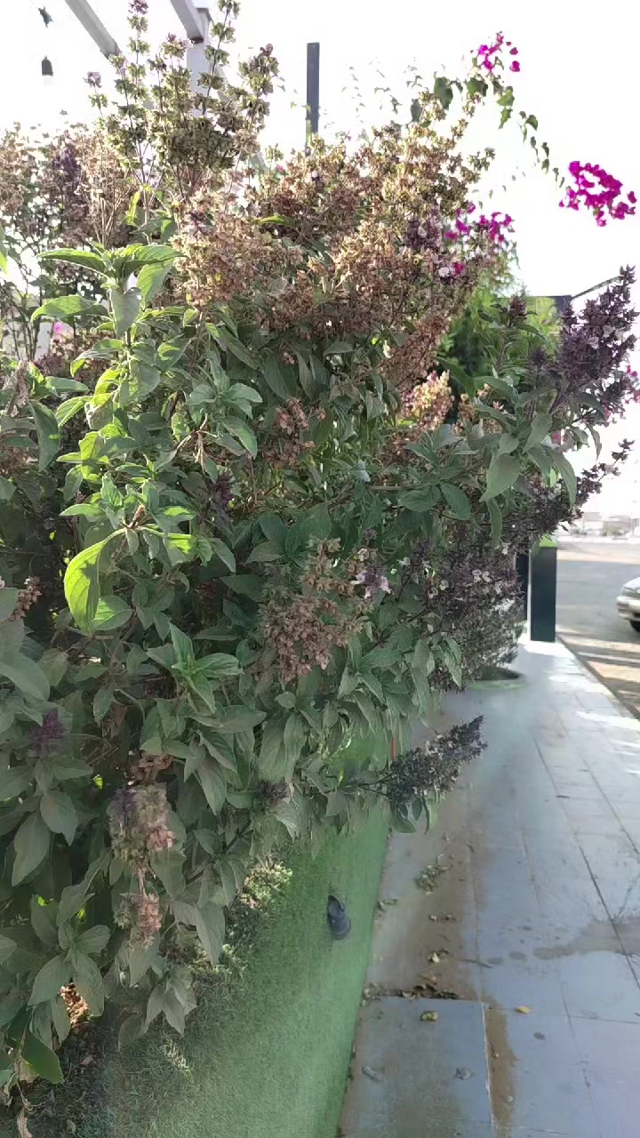 @أجمل شاه | الحياة في الباحة
