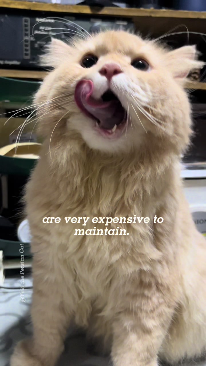 @Yuki the Persian Cat