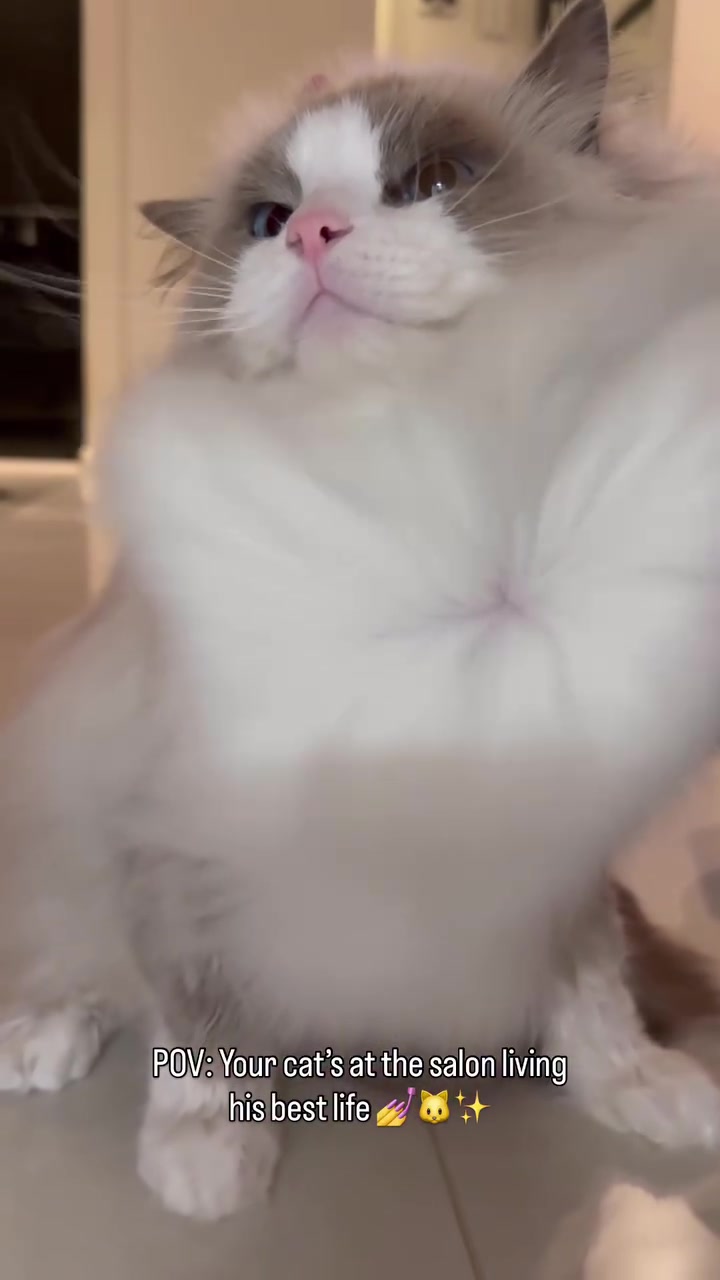 @I love ragdolls❤️