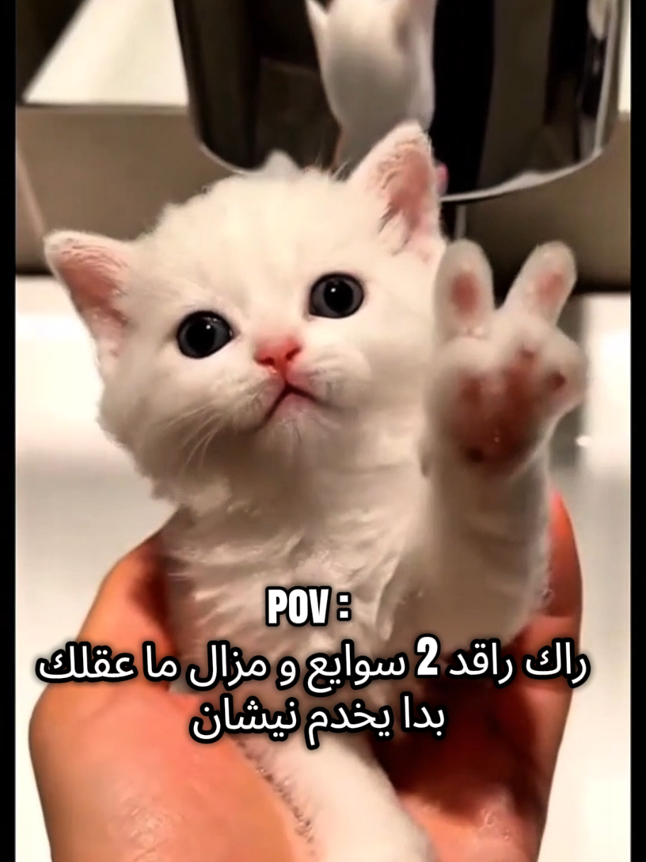 @غوتــــــــــــــــــي 🥷