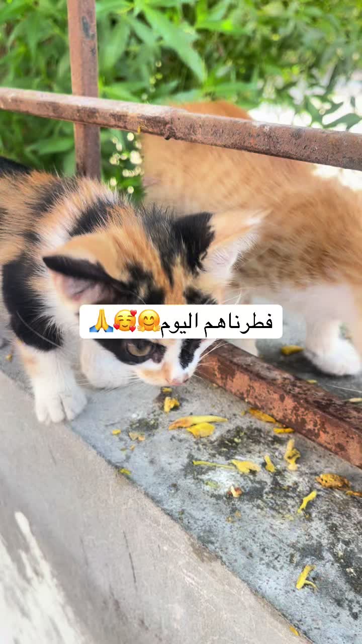 @ashkaltbiah