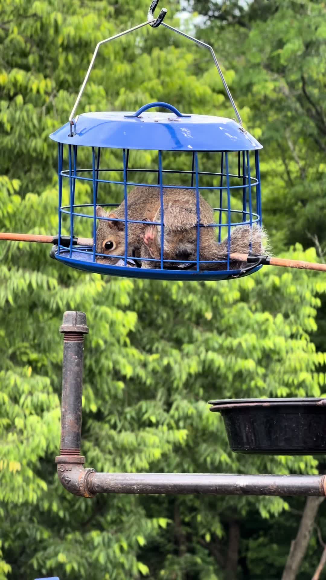 @Backyardbirdz