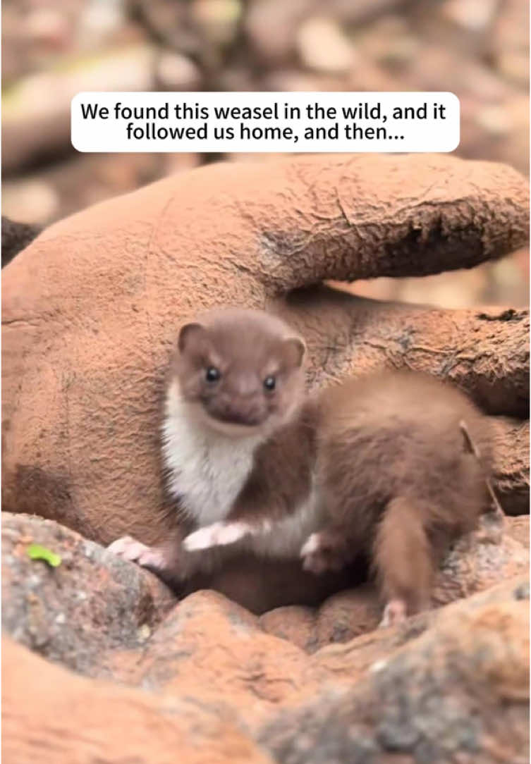 @rescuespet12