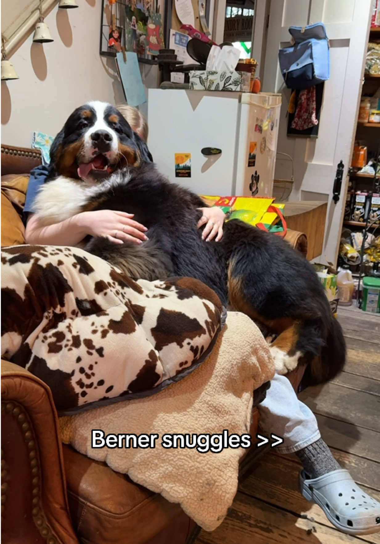 @Alpenspirit Bernese