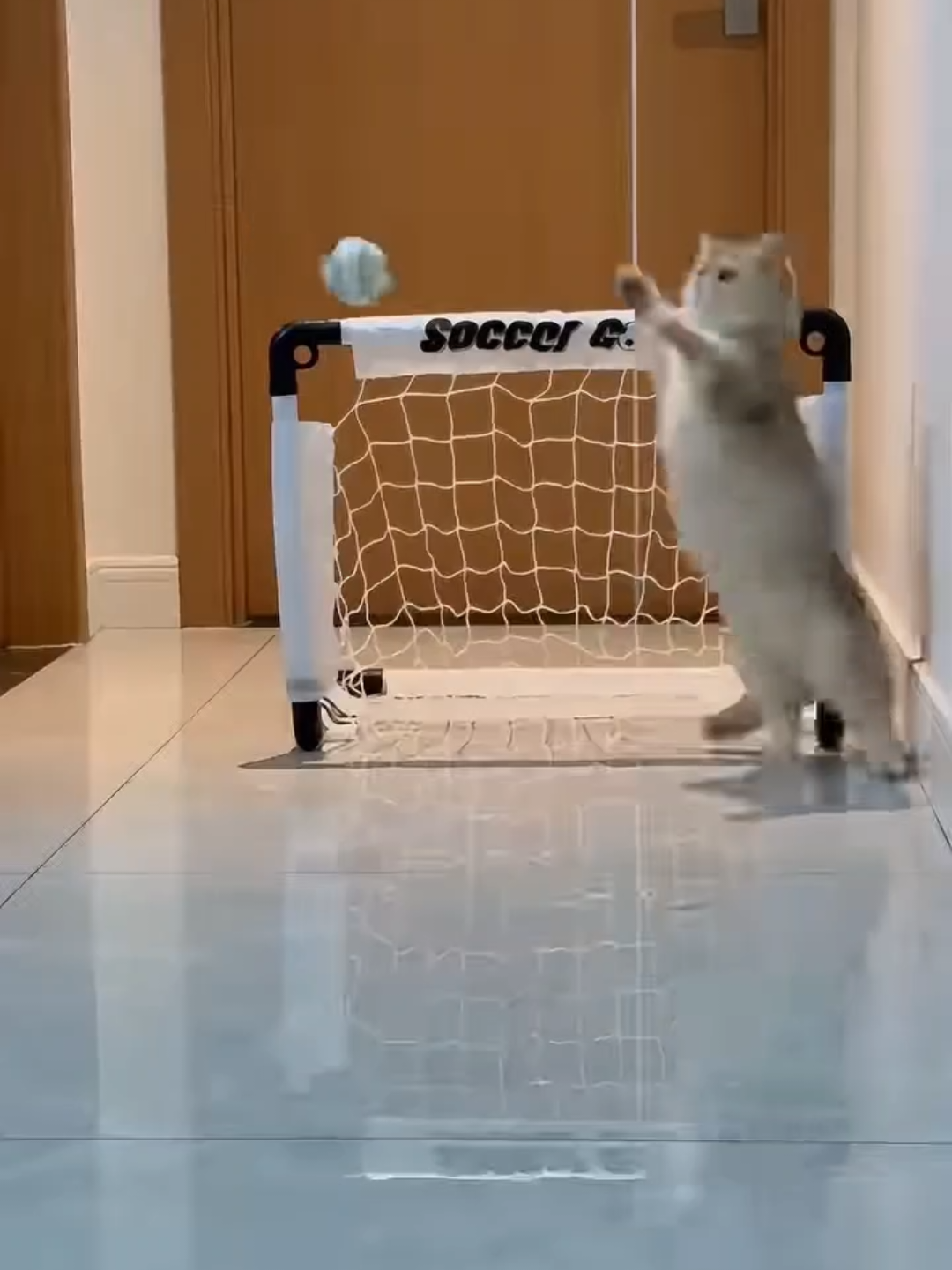 @Chonky World Of Cats
