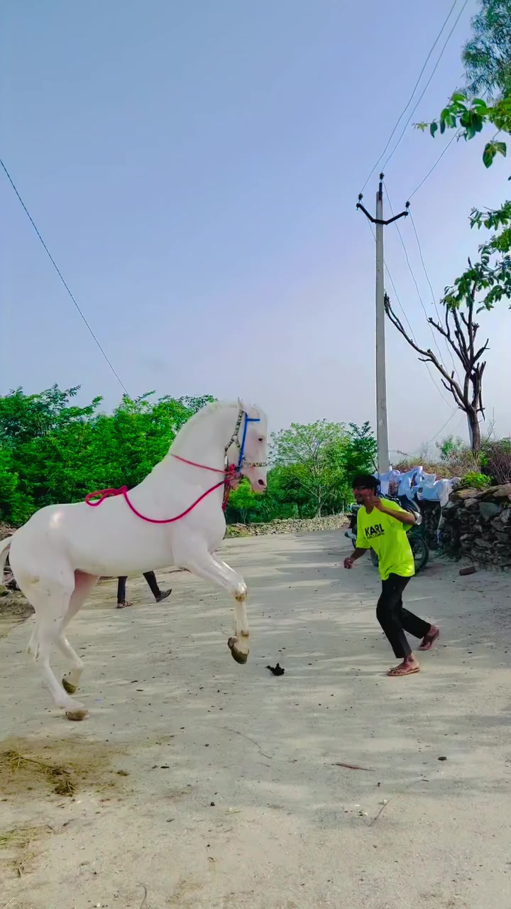 @@𝙂𝙍 𝙃𝙤𝙧𝙨𝙚 𝙁𝙖𝙧𝙢 🐴