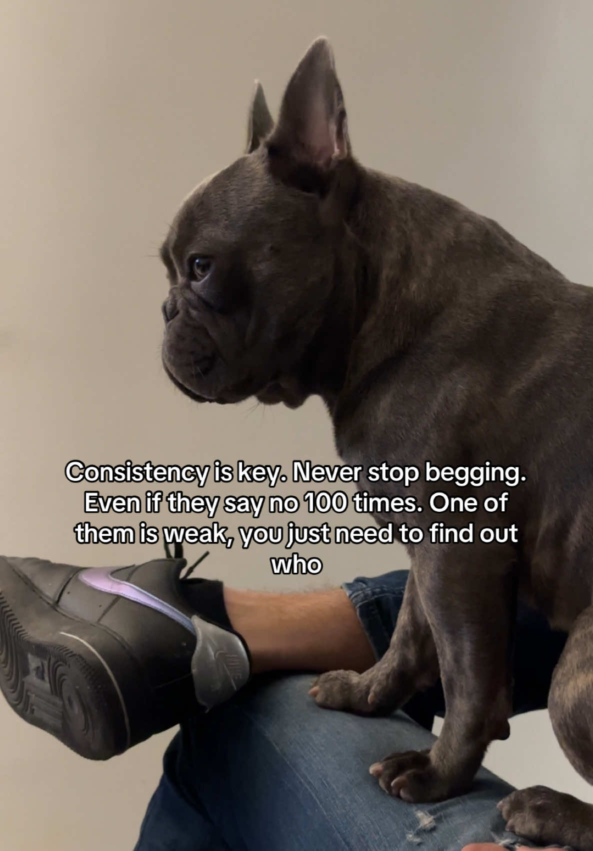 @Bose the frenchie