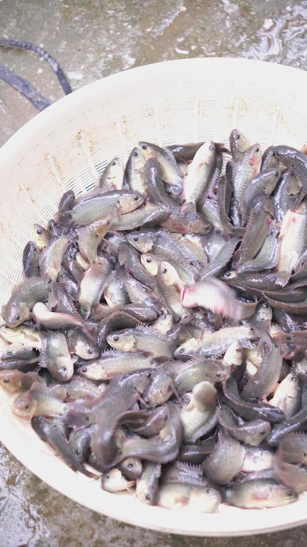 @Trại Cá Giống Quang Lâm