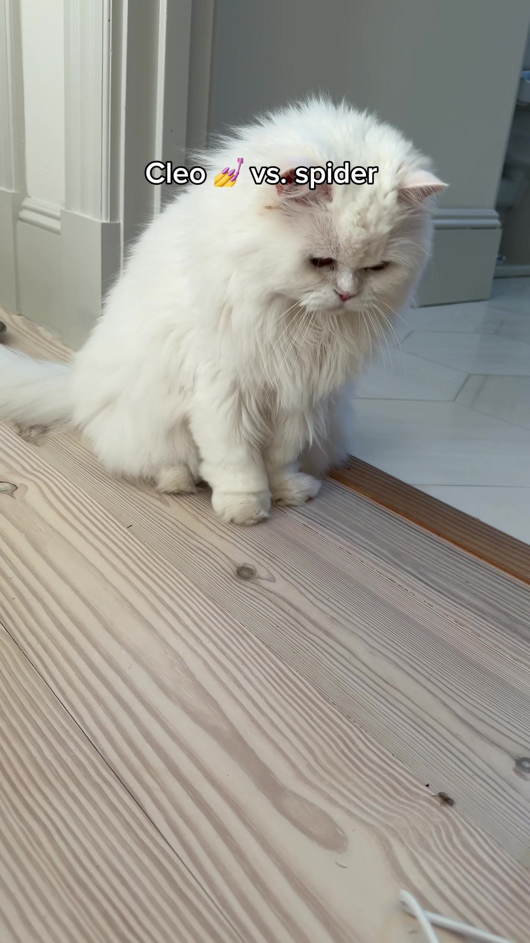 @Cleo the City Kitty