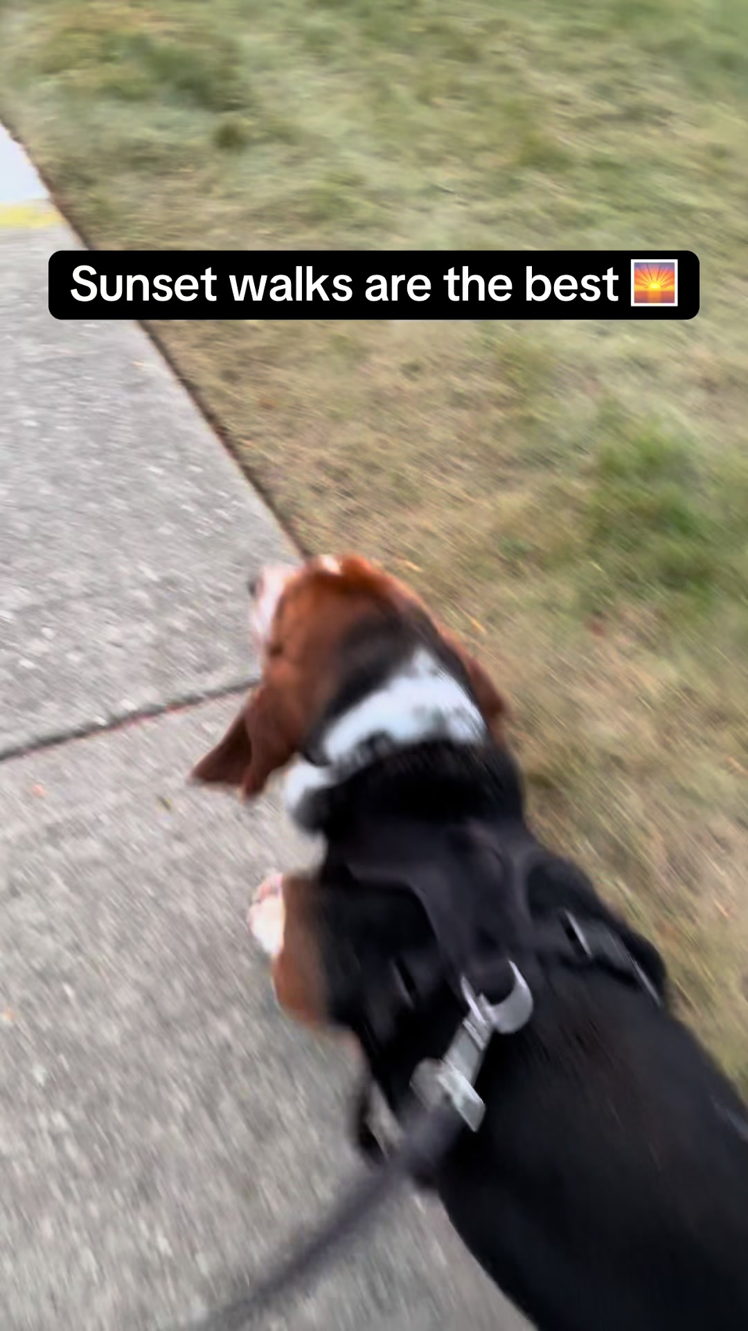 @Chuck Bass The Basset Hound