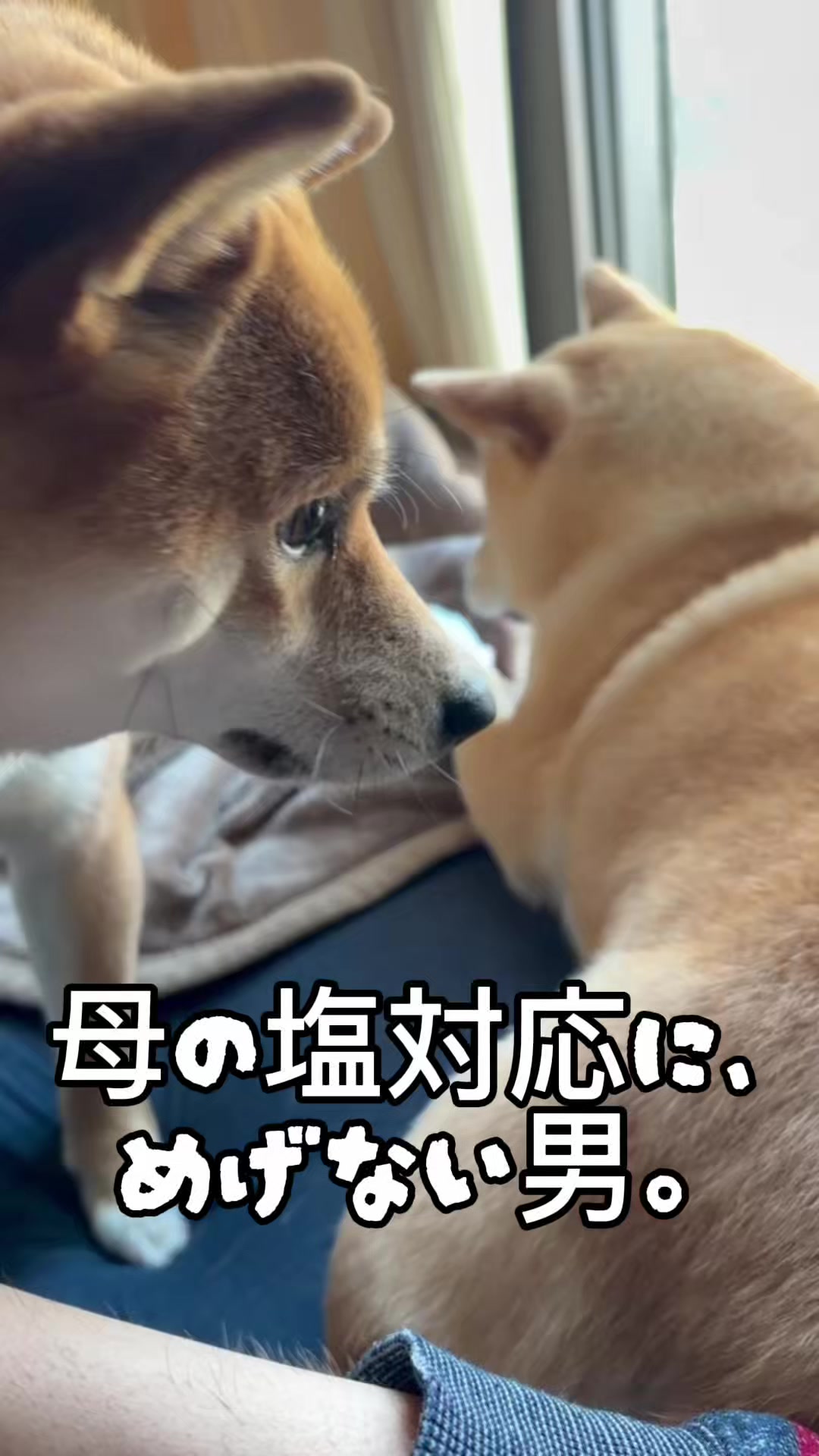 @こまめとしばーず🐾