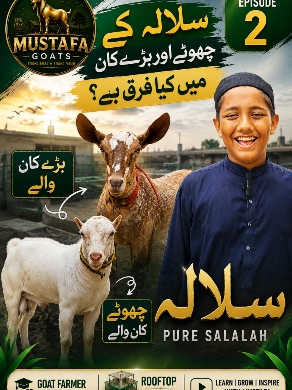 @Mustafa Goats