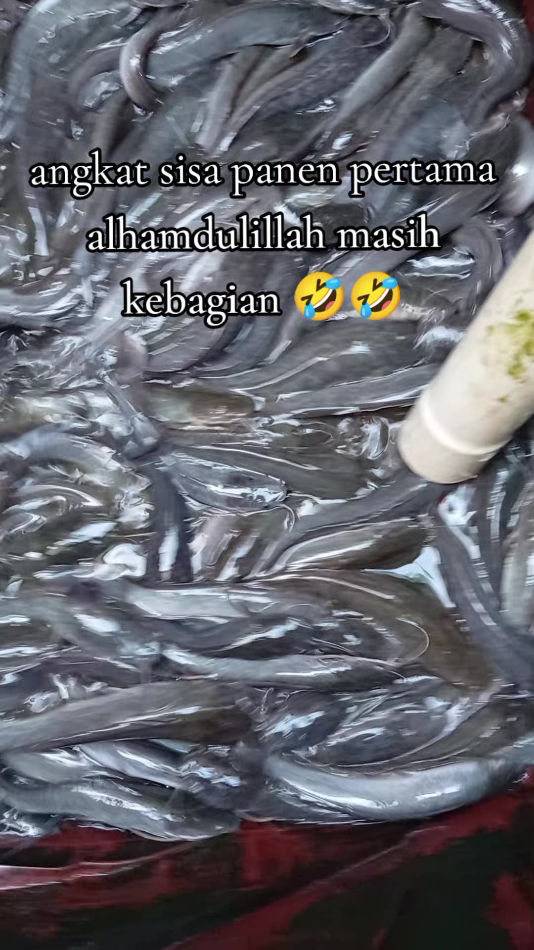 @Tamhar