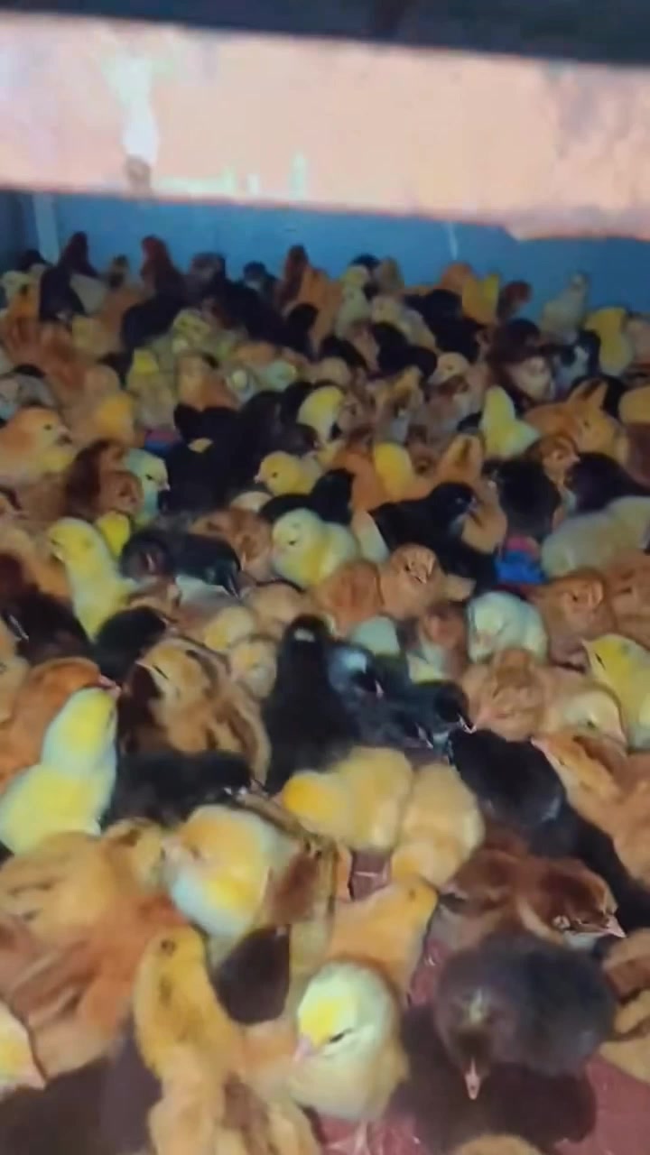@NDIAYE-BREEDING 🐔