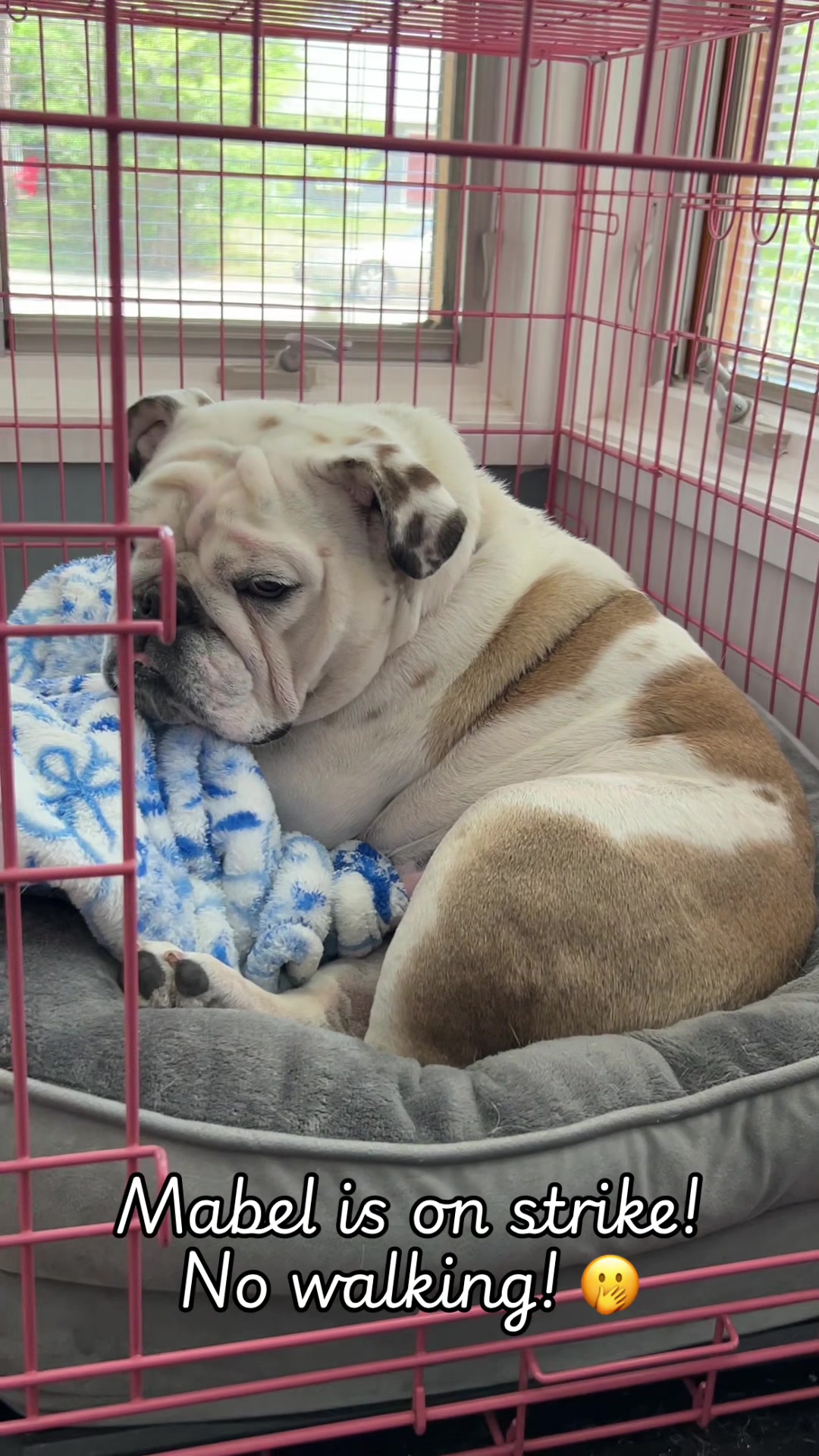 @MabeltheBulldog