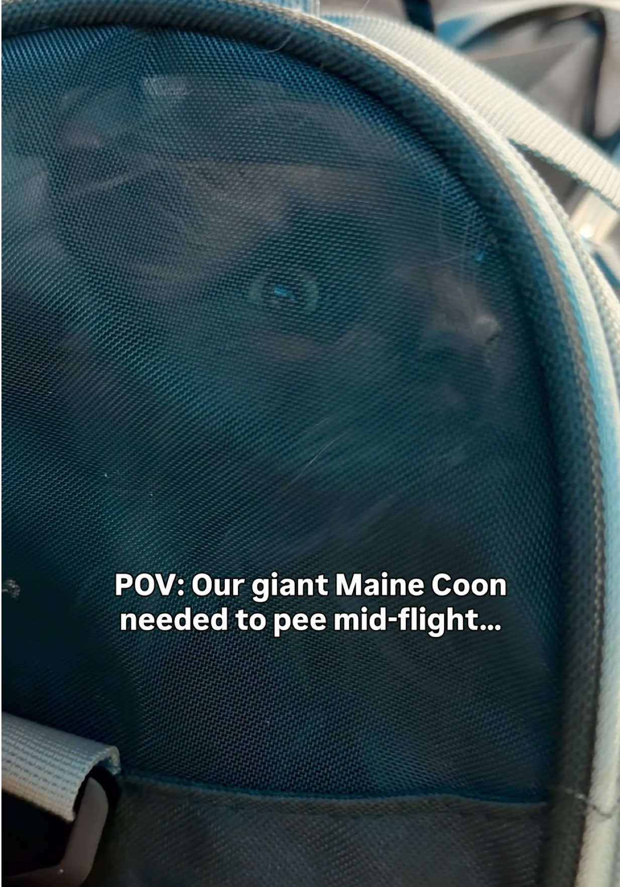 @Mugen the Maine Coon ๐จ๐ฆ