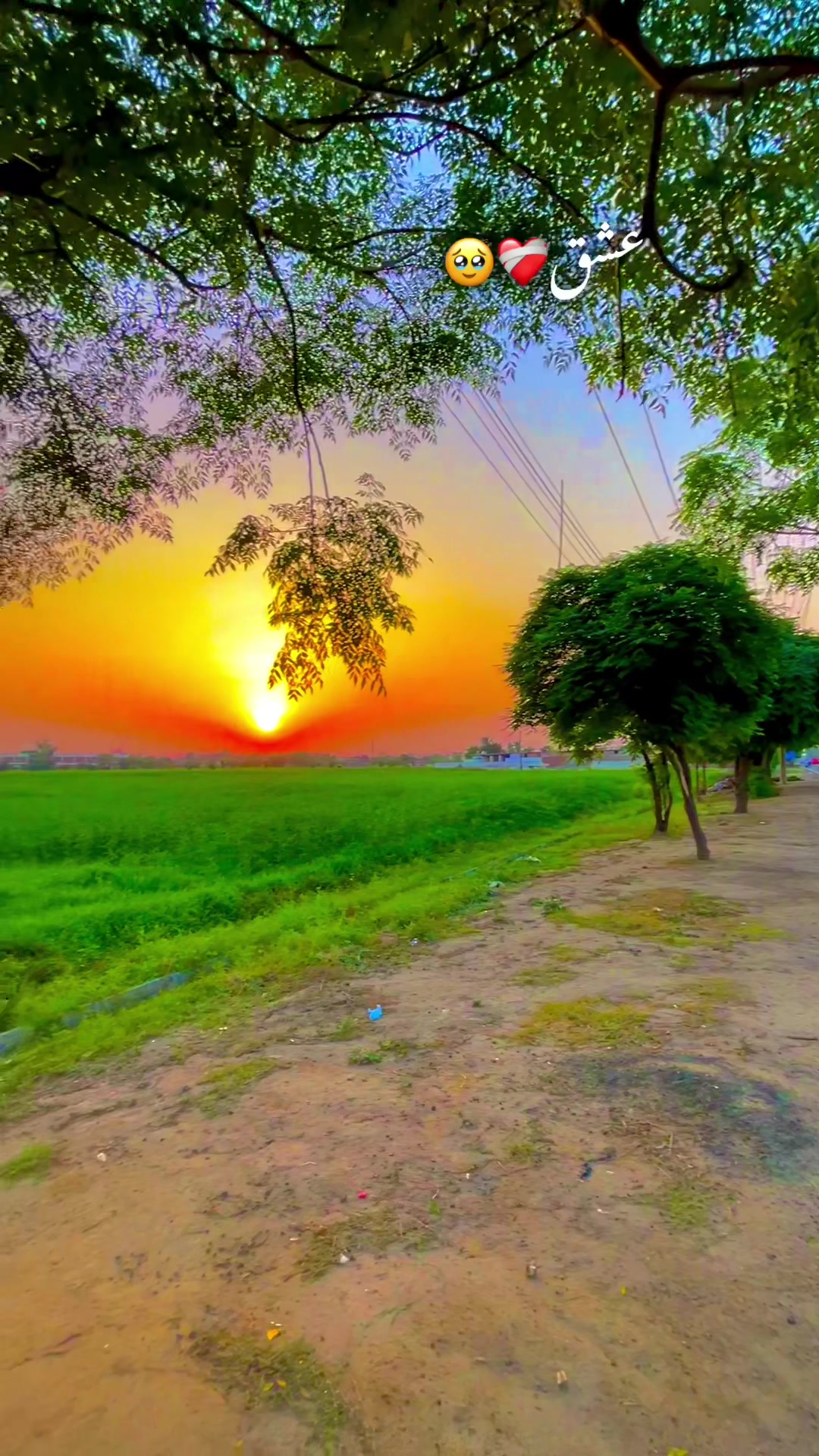 @🌱اویس میئو😎