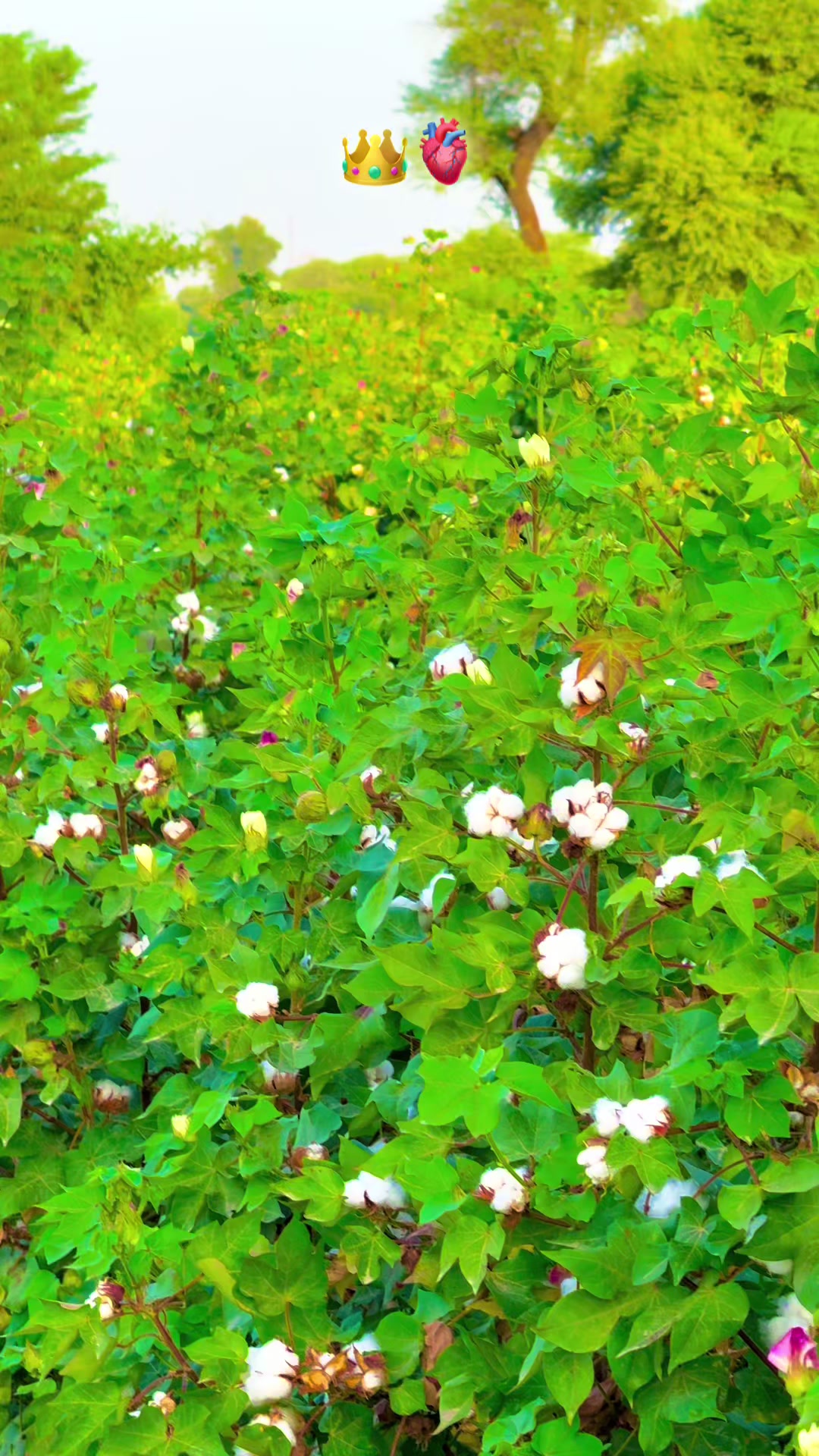 @پنجابی کلچر 🌾🍂