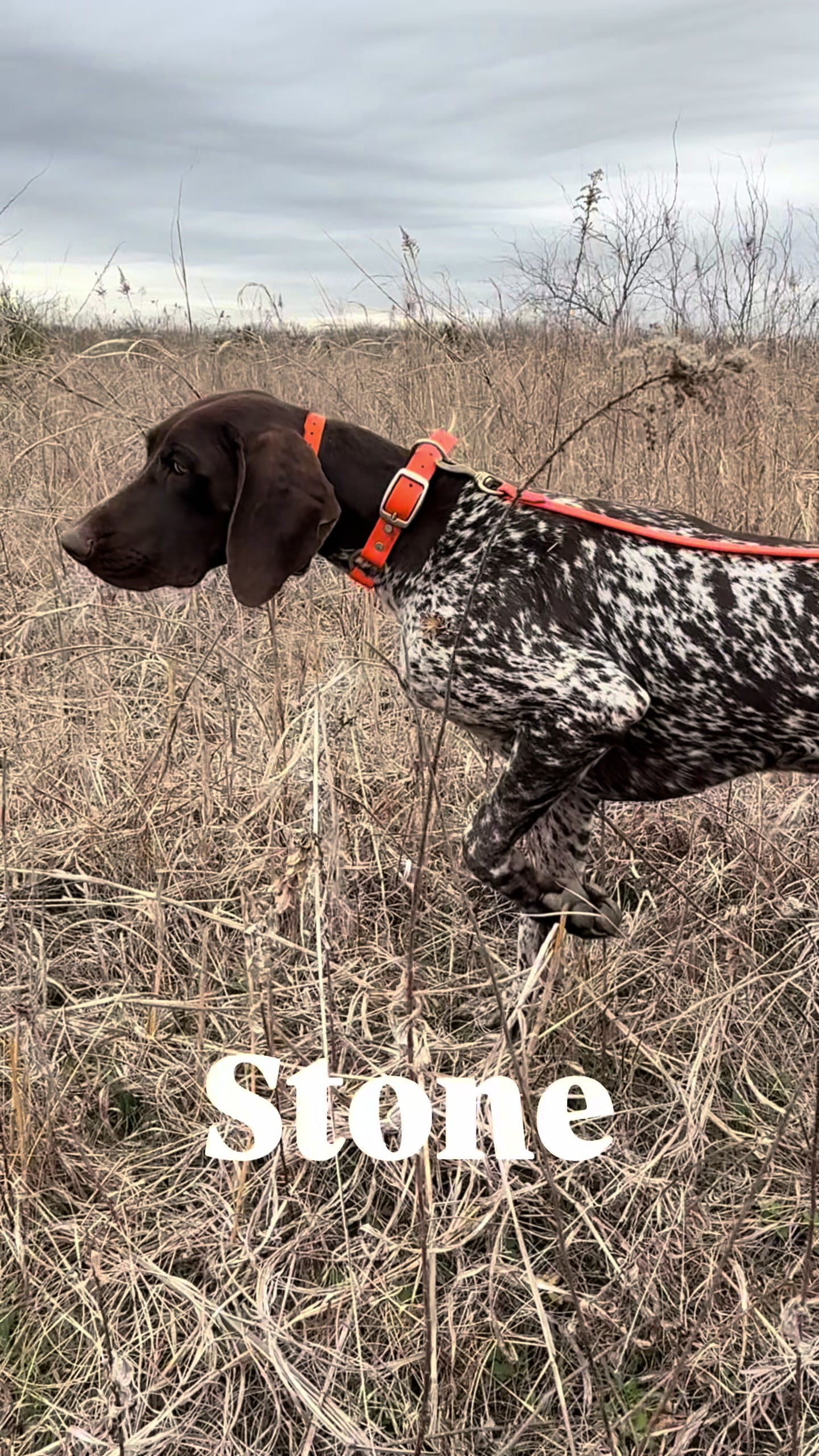@heritagegspkennels