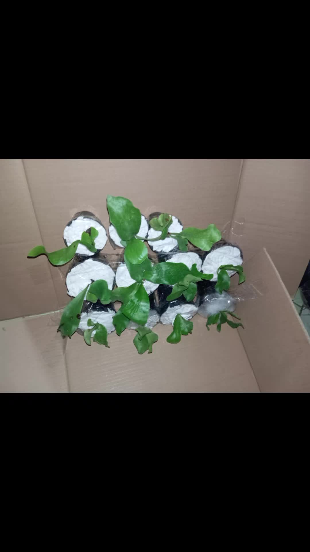 @LATANSA PLATYCERIUM NURSERY