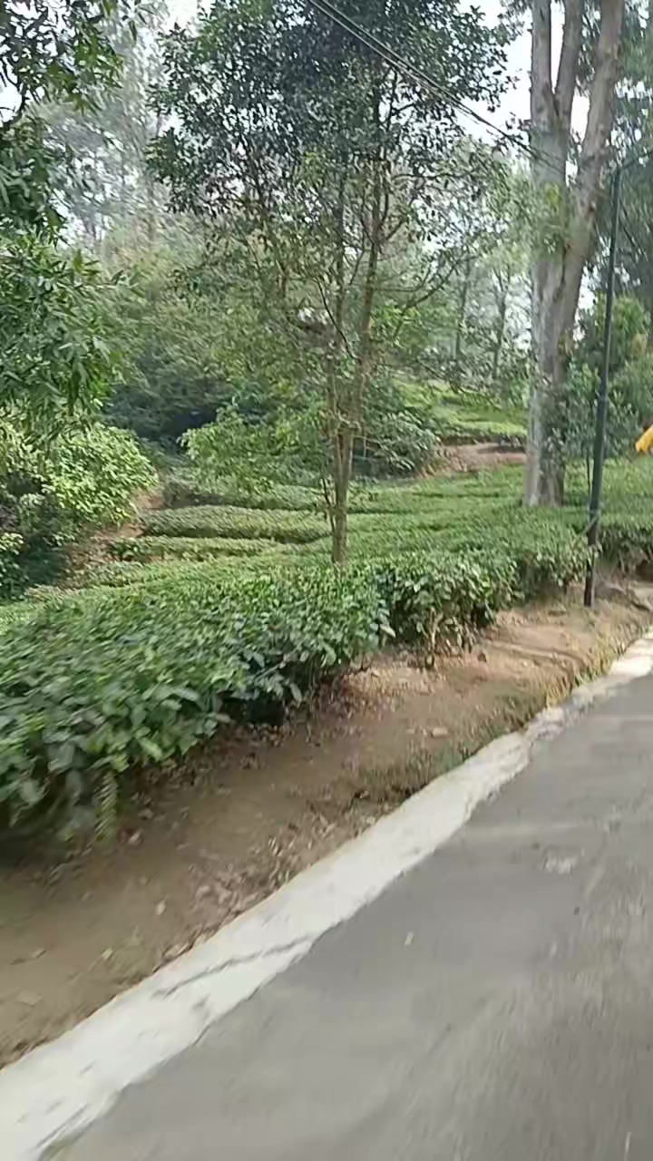 @pusteriawaty