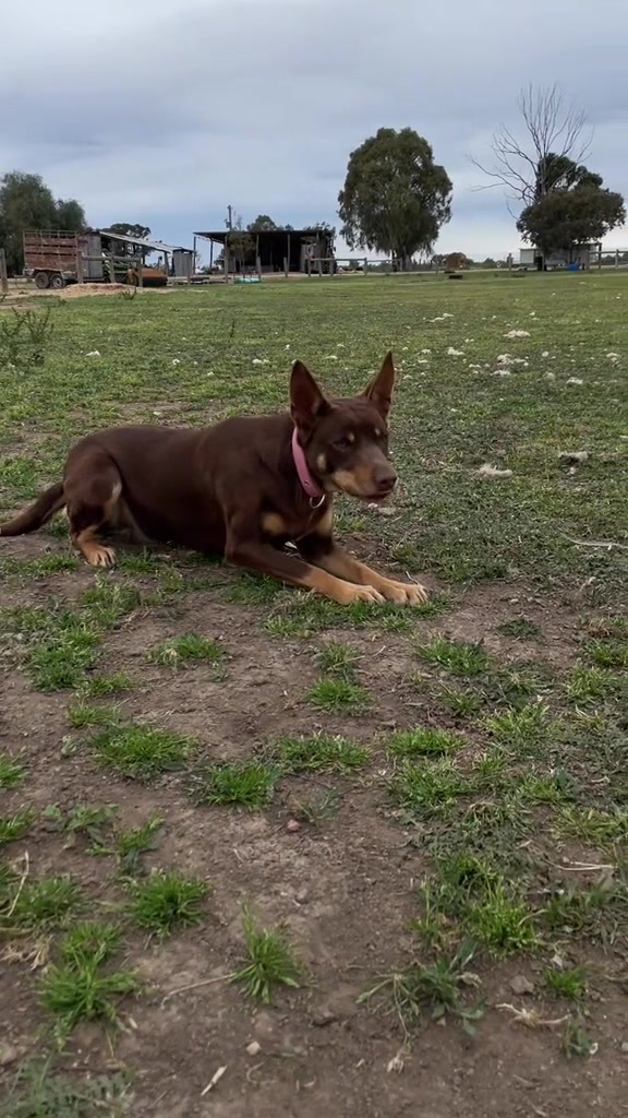 @SouthernDreamin Kelpie stud