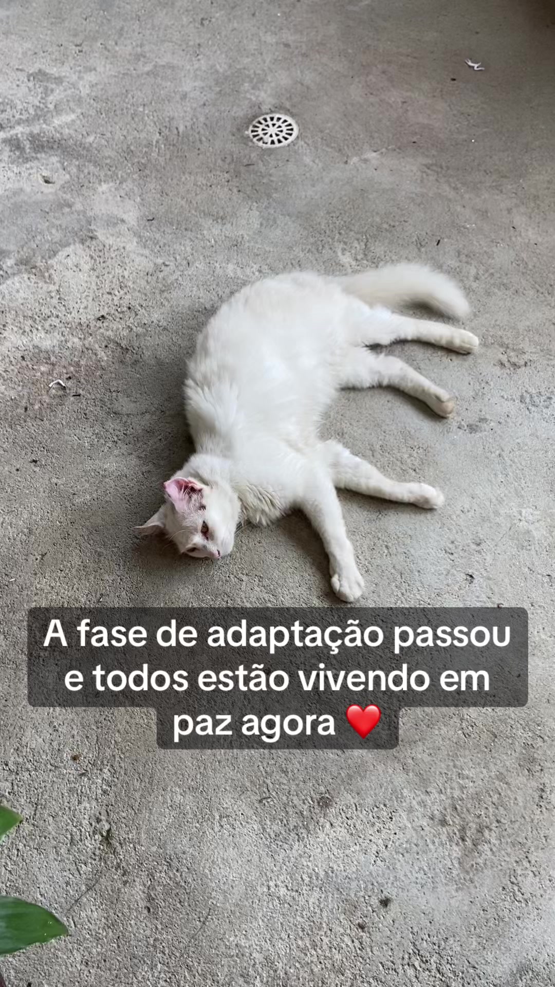 @Karoleos12gatos