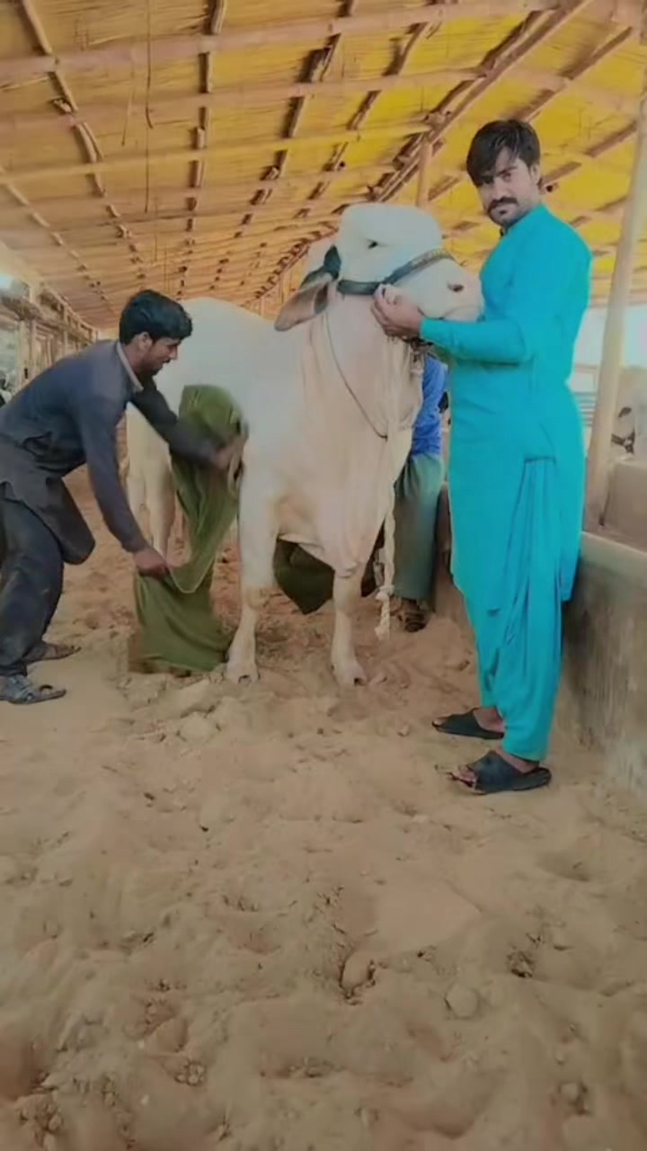 @MAJESTIC CATTLE & GOAT FARM