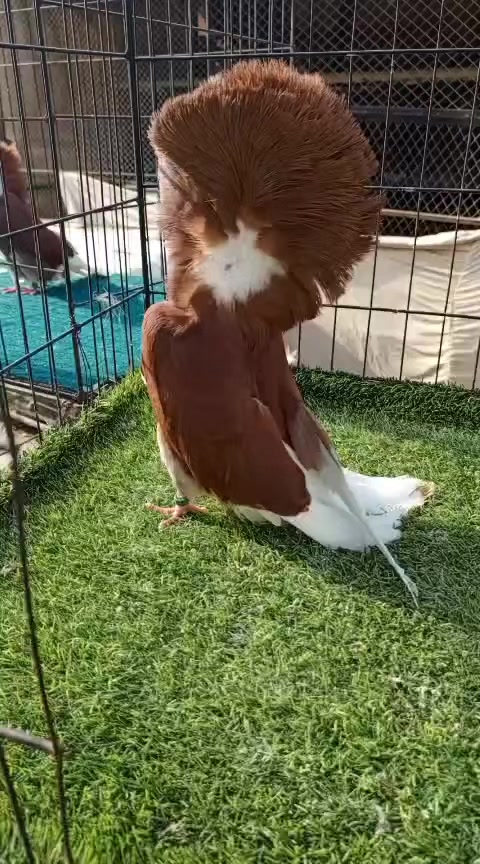@EA Pigeons