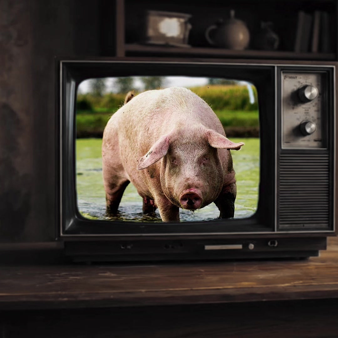 @биг свин🐖