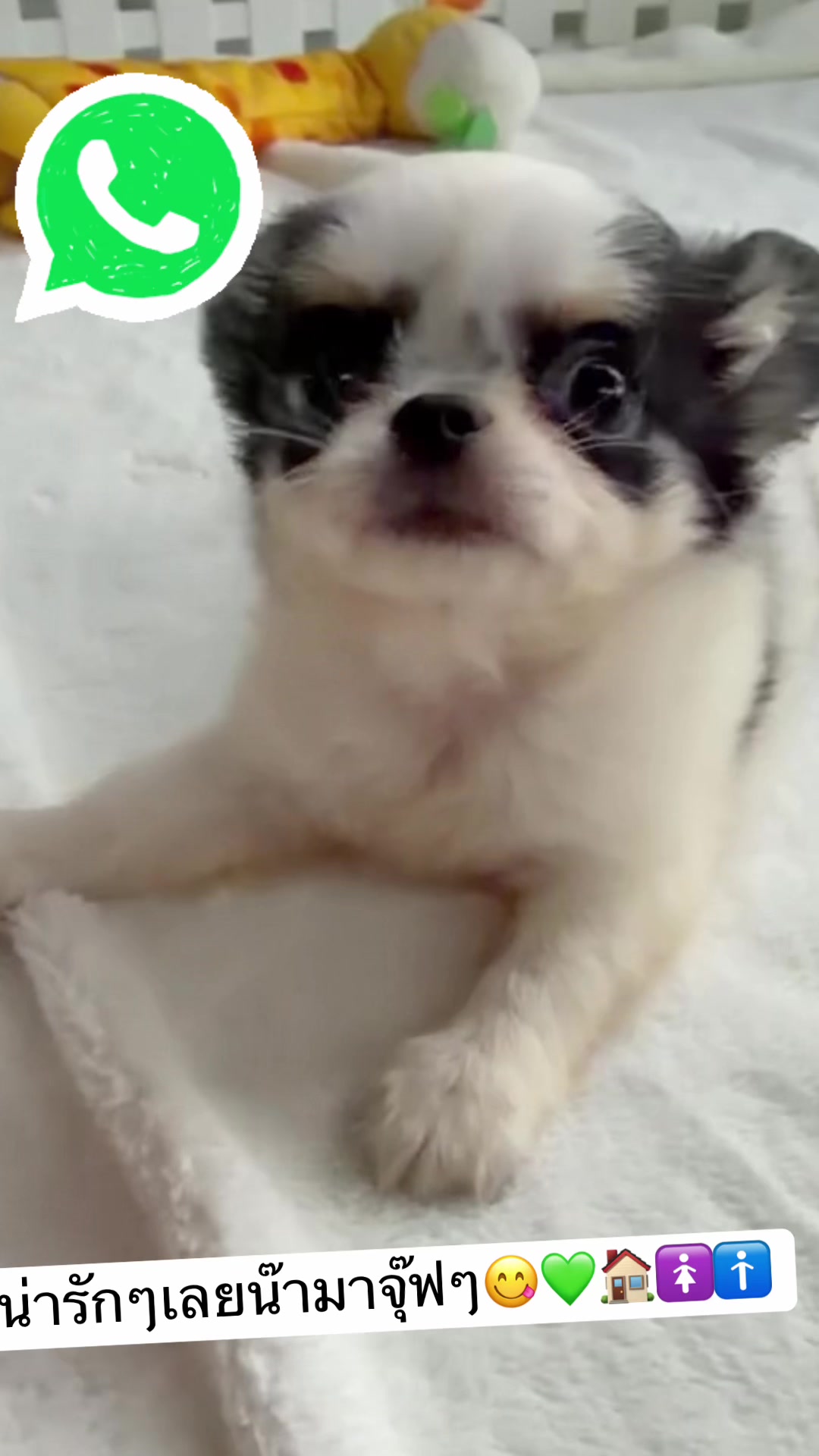 @Fb:Woww chihuahua