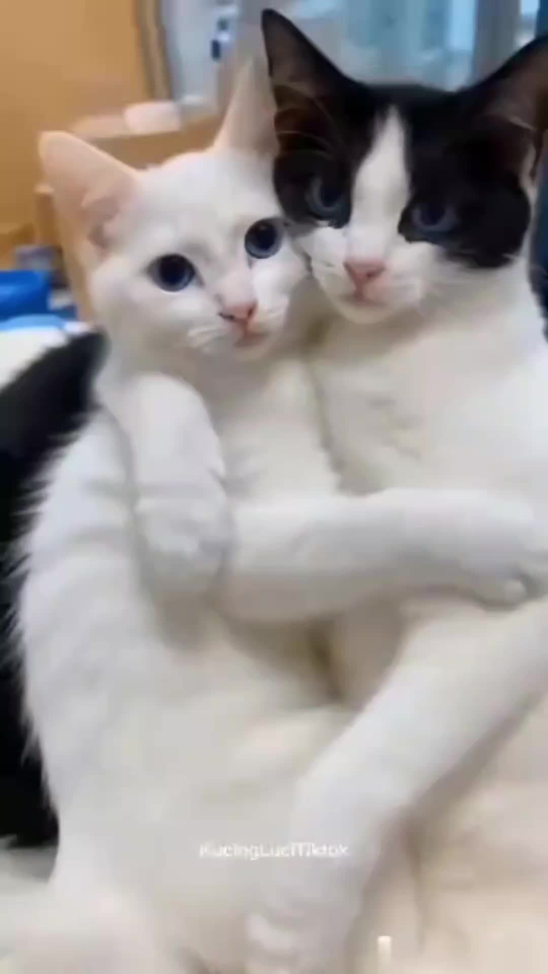 @Shri Radha Radha Radha