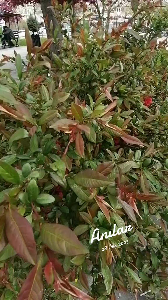 @hazalım 3847